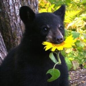 Meet your Posher, Ava